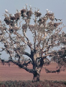 Alcornoque llamado La Pajarera con nidos de garcetas y espátulas. Estación Biológica de Doñana, Huelva. Por Cillas 