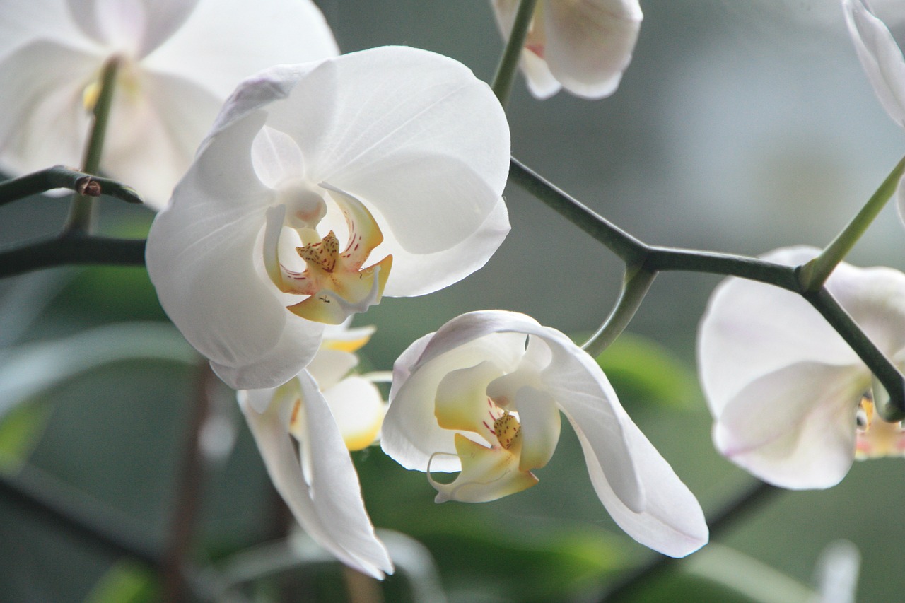 orquidea-blanca