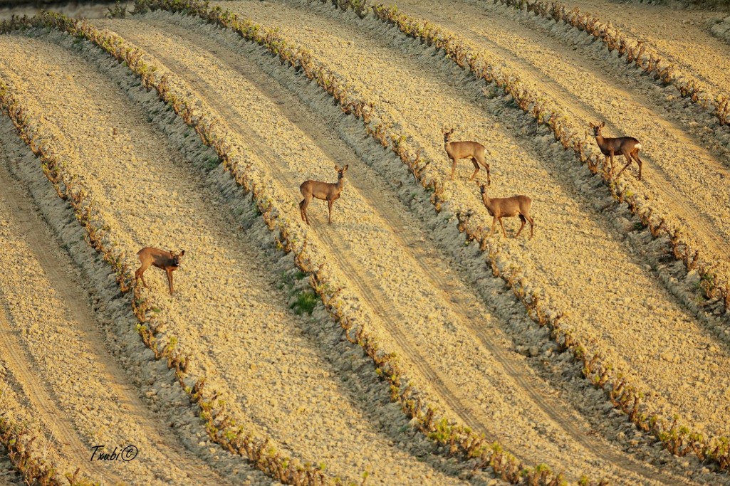 Ciervos entre viñas de La Rioja. Vicente Quintanal