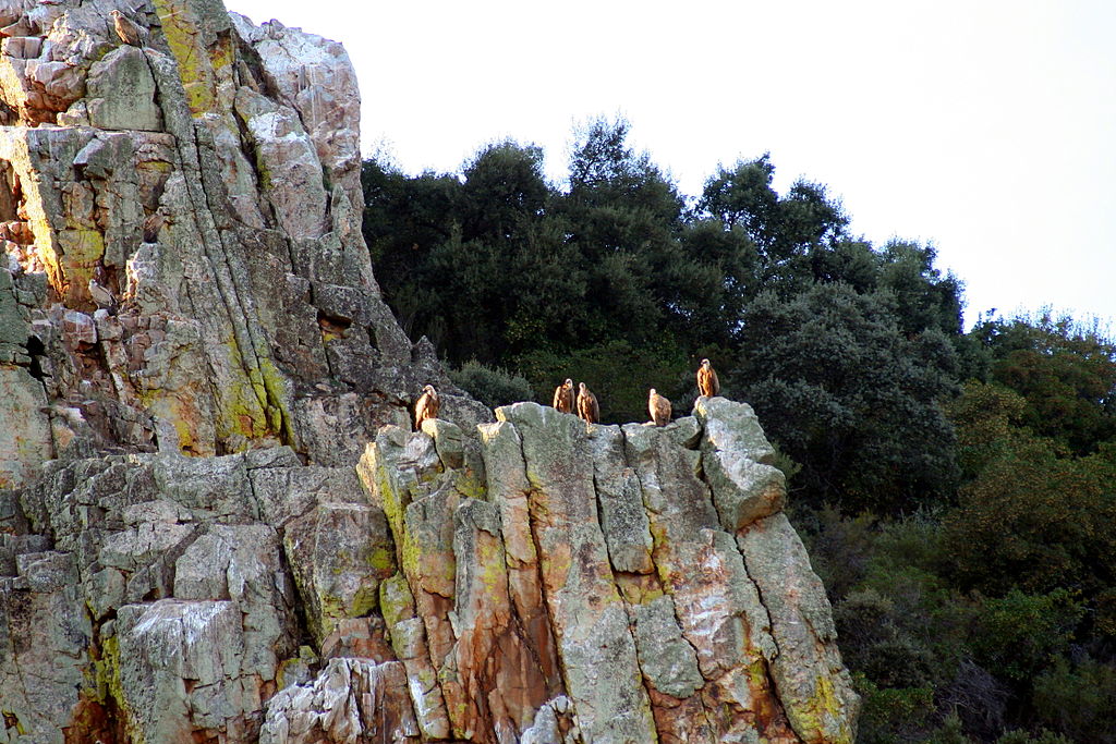 Buitres leonados en el Parque Nacional de Monfragüe (Cáceres). Por Mario modesto. 