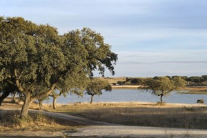 Prestación Compensatoria en crisis matrimoniales