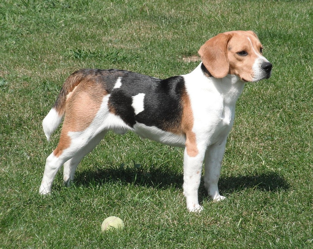 perro-Beagle-tricolor | y