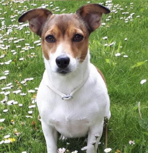 Arriba 97+ Foto Jack Russell Perro