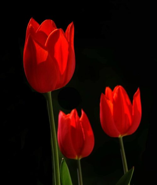 Tulipanes. Por Ramón Cela