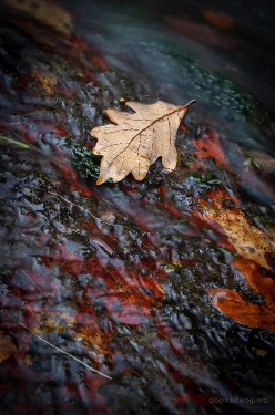 Otoño. Bernardo Santamarina
