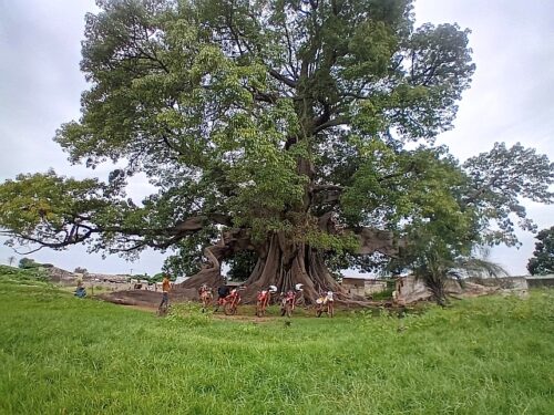 Baobab en Senegal (Foto Albert Capell)