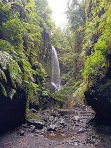 Bosque de Los Tilos, Isla de La Palma