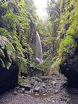 Bosque de Los Tilos, Isla de La Palma (Albert Capell)